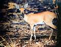 Male Steenbok - Matthew Clark
